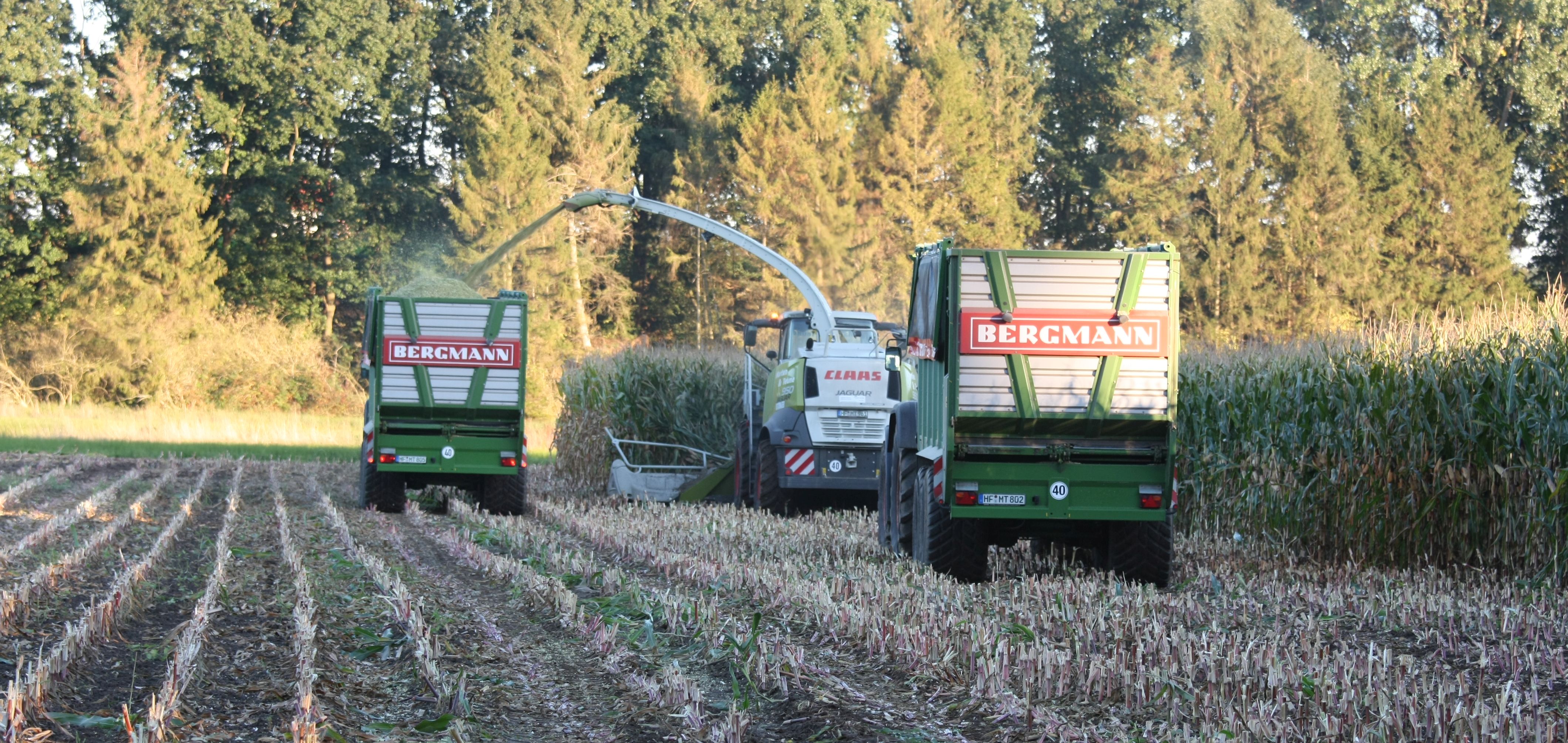 Maisernte / Maishäckseln mit Claas Maishäcksler